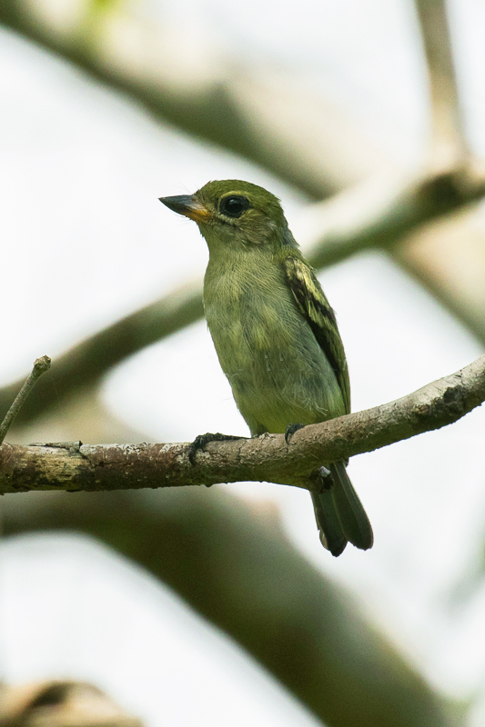 Green Tinkerbird