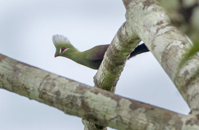 Guinea Turaco