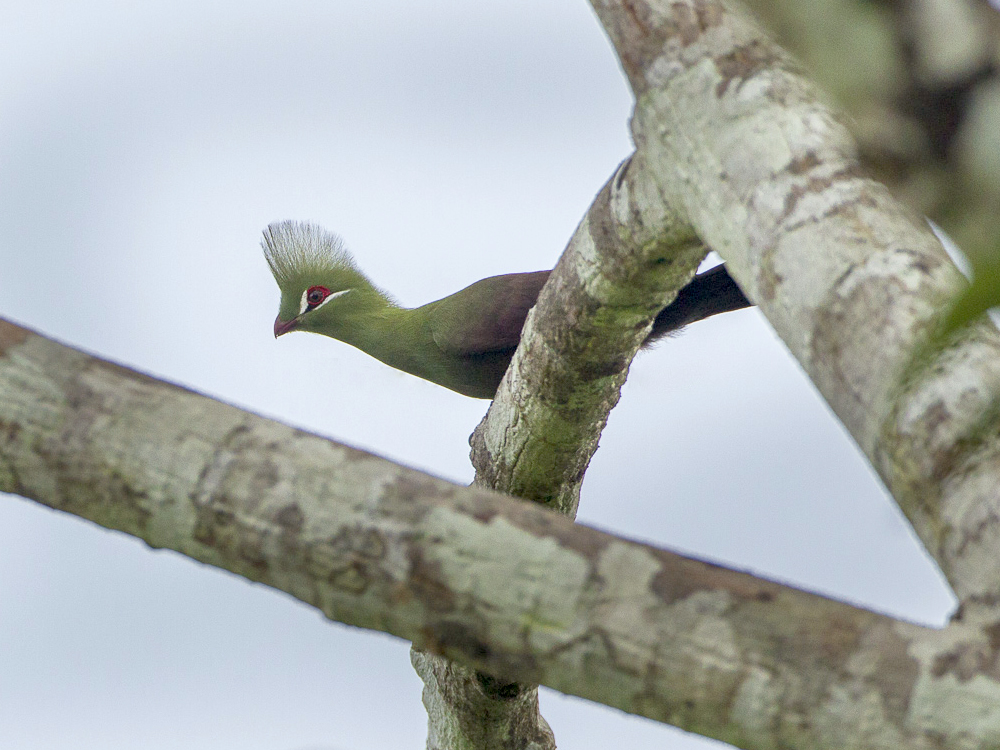 Guinea Turaco