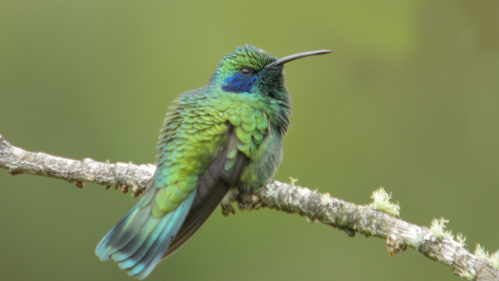 Mexican Violetear