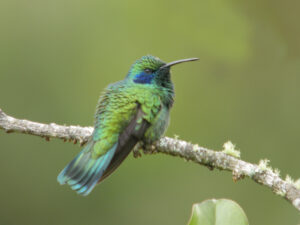Mexican Violetear
