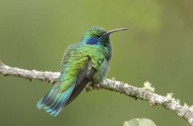 Mexican Violetear