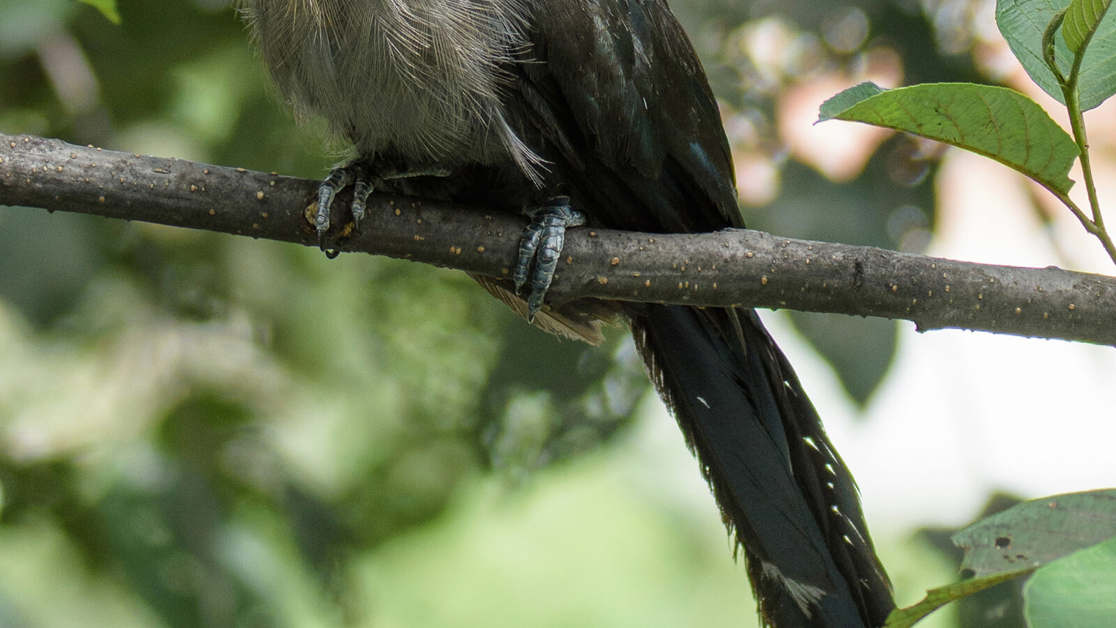 Green-billed Malkoha