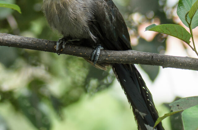 Green-billed Malkoha