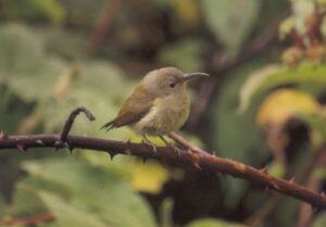 Green-tailed Sunbird