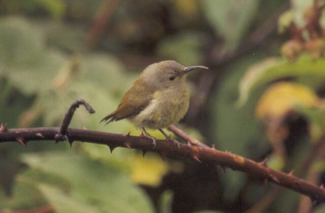 Green-tailed Sunbird