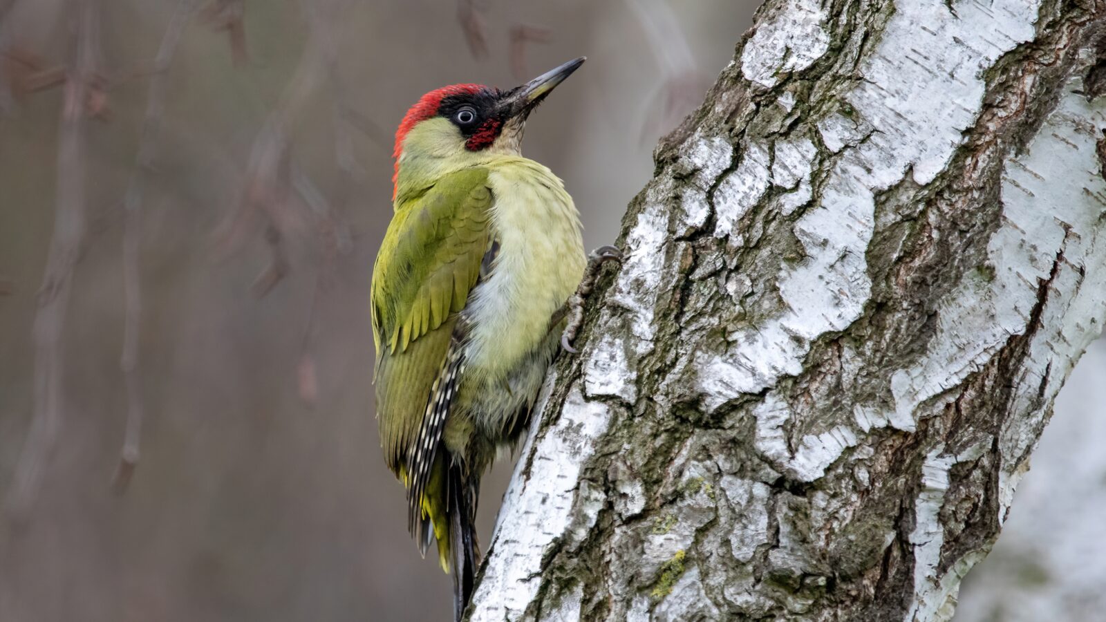European Green Woodpecker