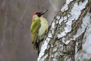 European Green Woodpecker
