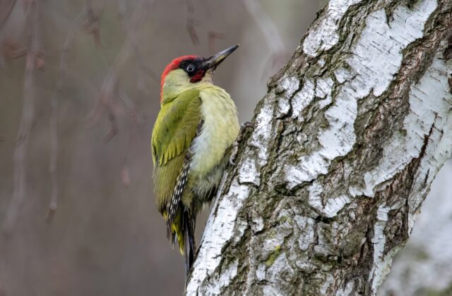 European Green Woodpecker