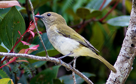 Green-backed Whistler