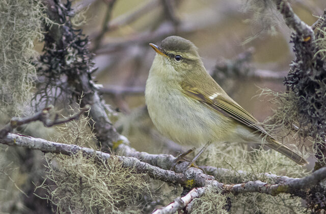 Greenish Warbler