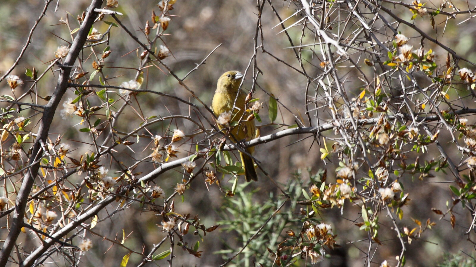 Greenish Yellow Finch