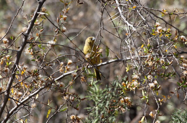 Greenish Yellow Finch
