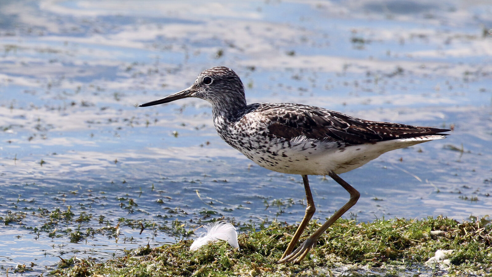 Common Greenshank