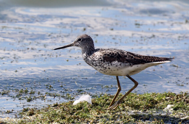 Common Greenshank