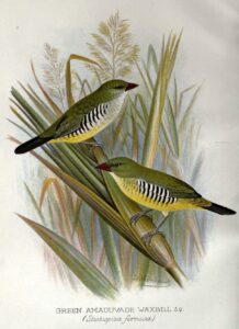 Green Avadavat