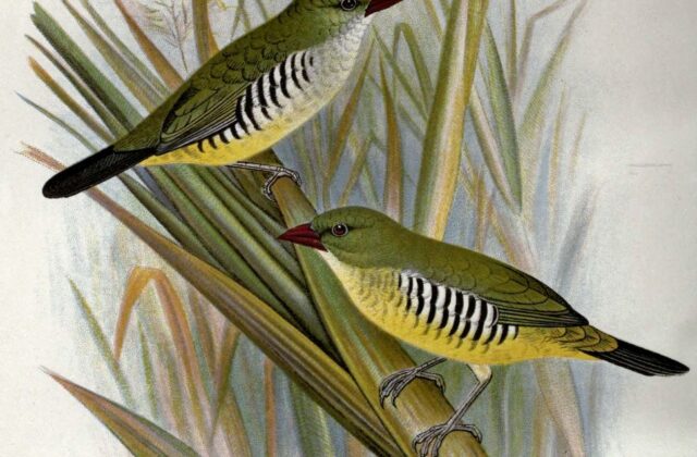 Green Avadavat
