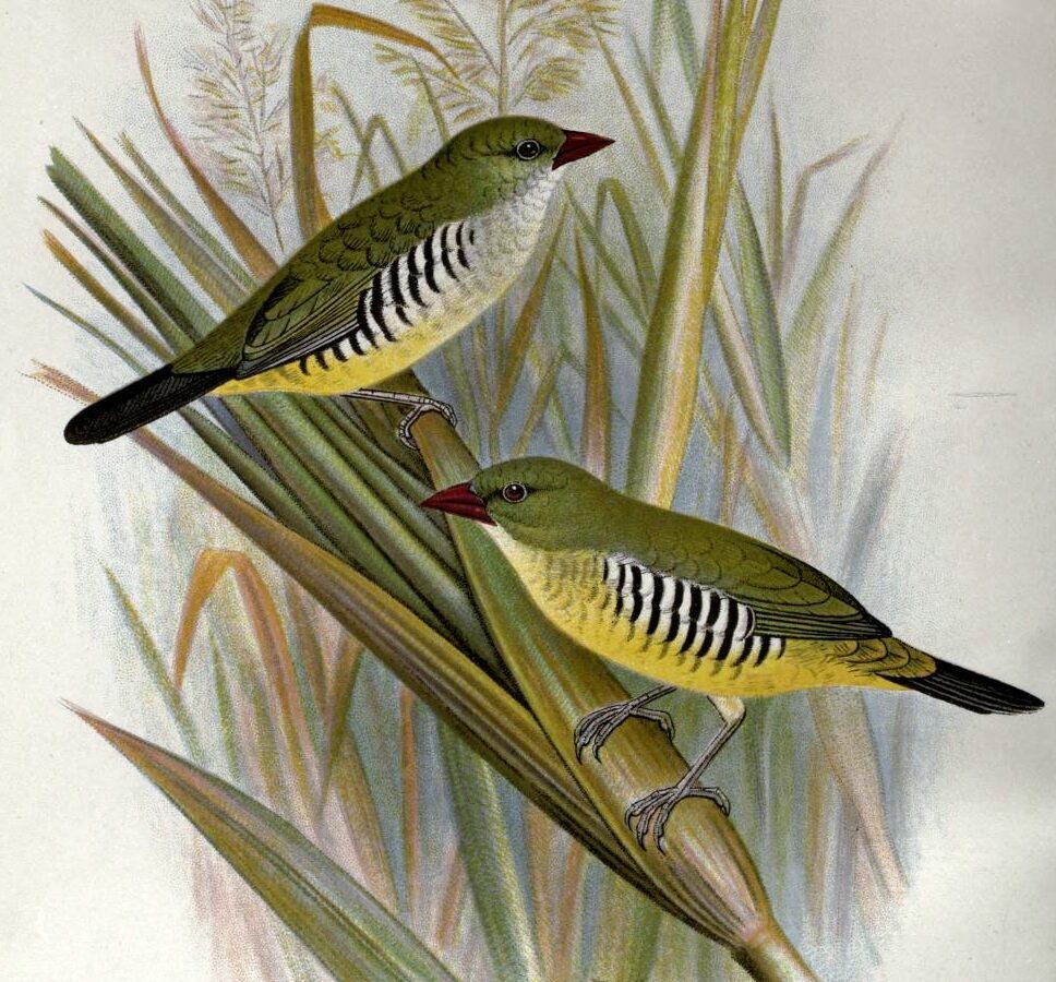 Green Avadavat