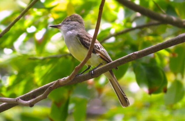 Grenada Flycatcher