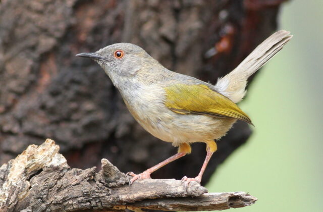 Grey-backed Camaroptera