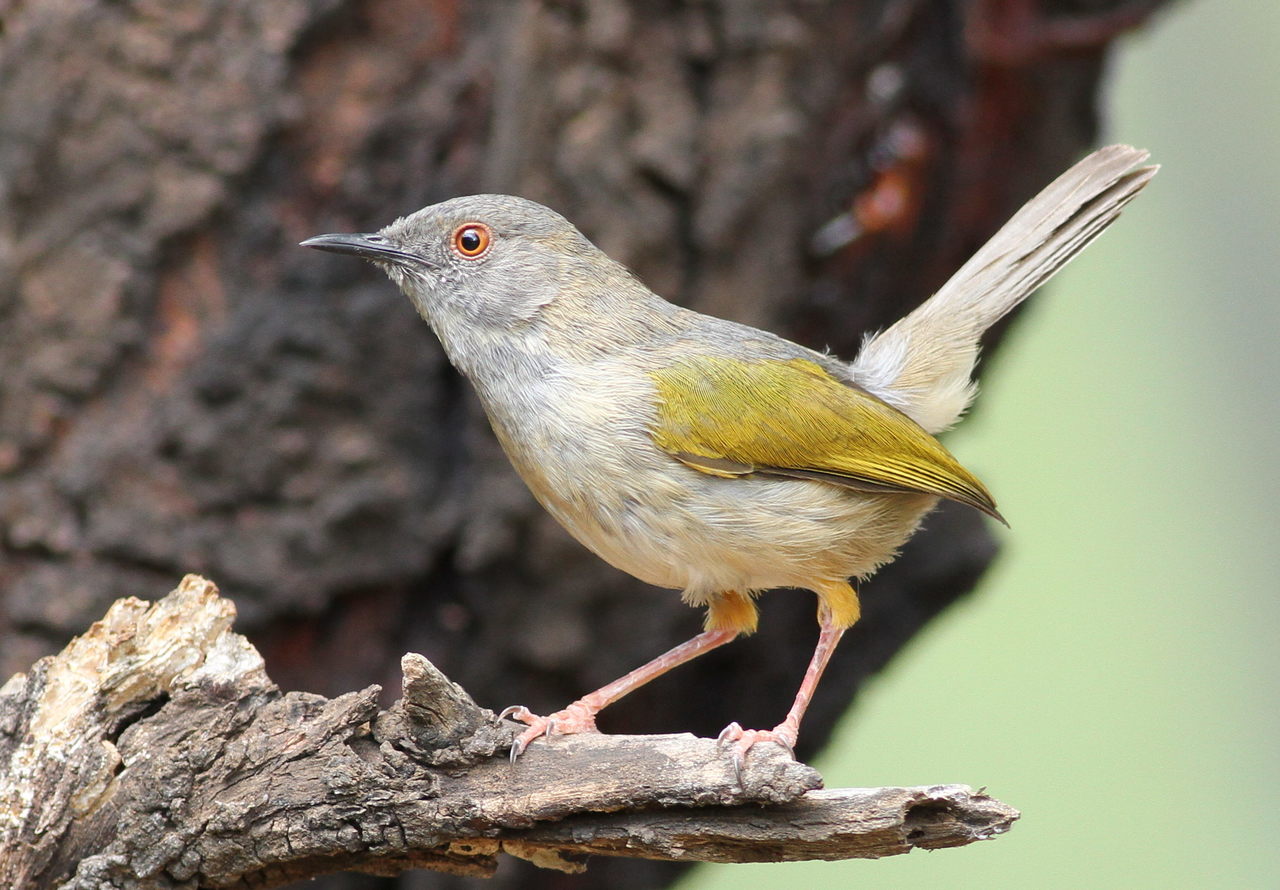 Grey-backed Camaroptera