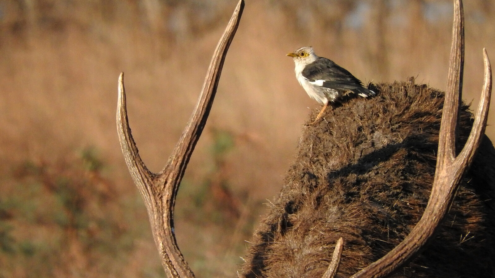Black-winged Myna