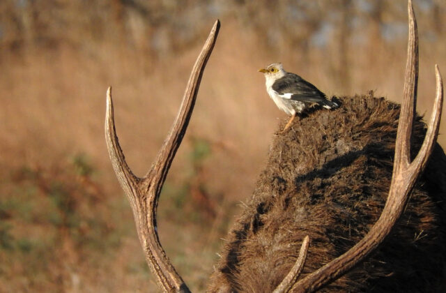 Black-winged Myna