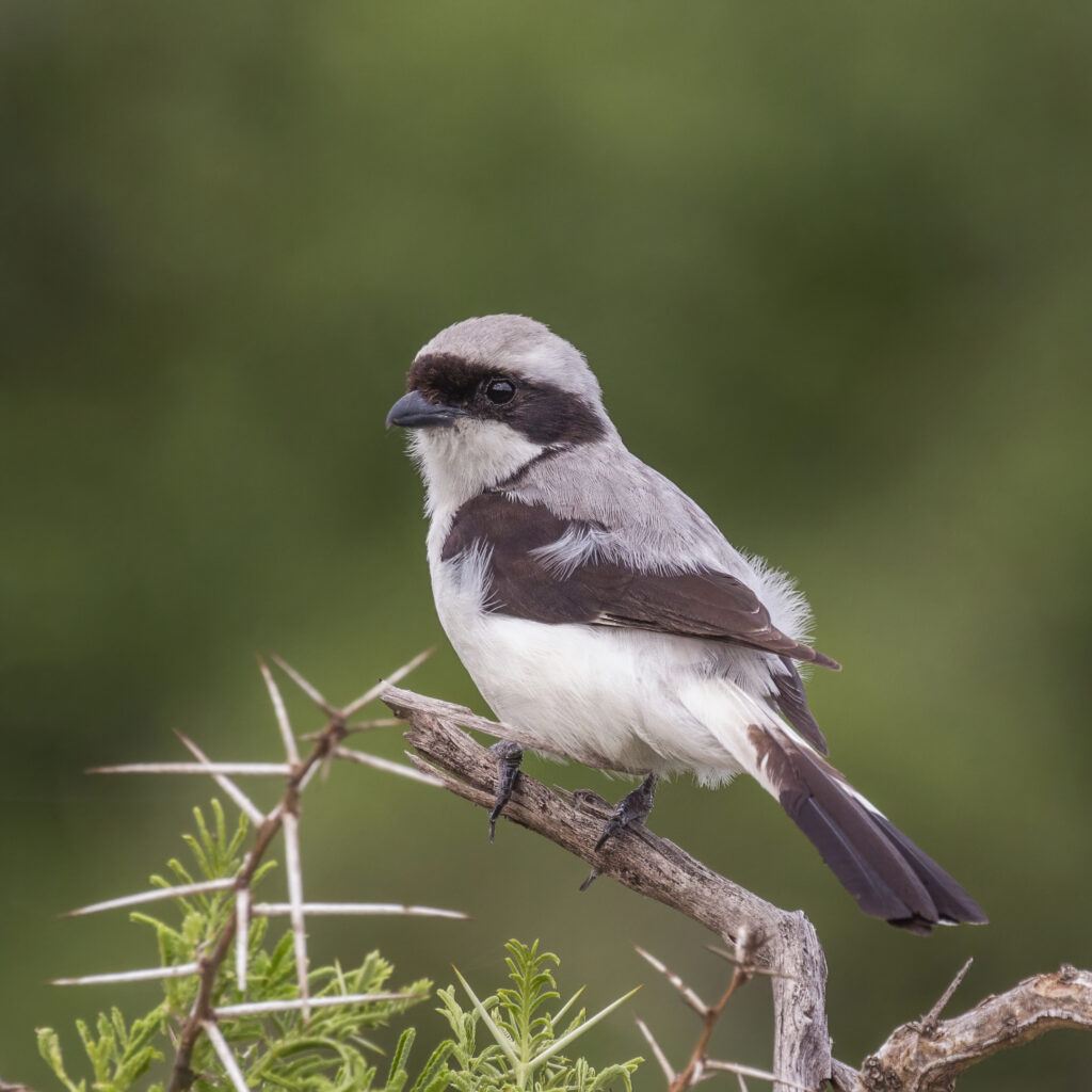 Grey-backed Fiscal