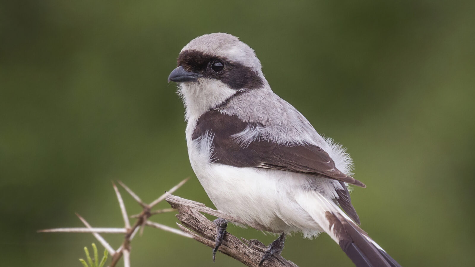 Grey-backed Fiscal