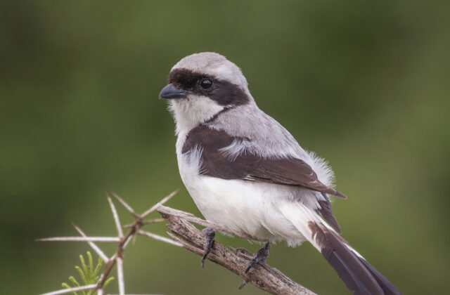 Grey-backed Fiscal