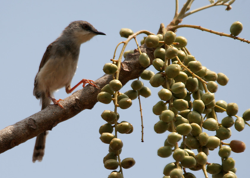 Grey-breasted Prinia