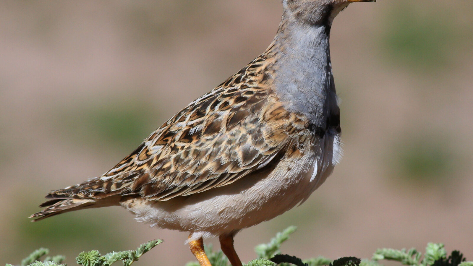 Grey-breasted Seedsnipe