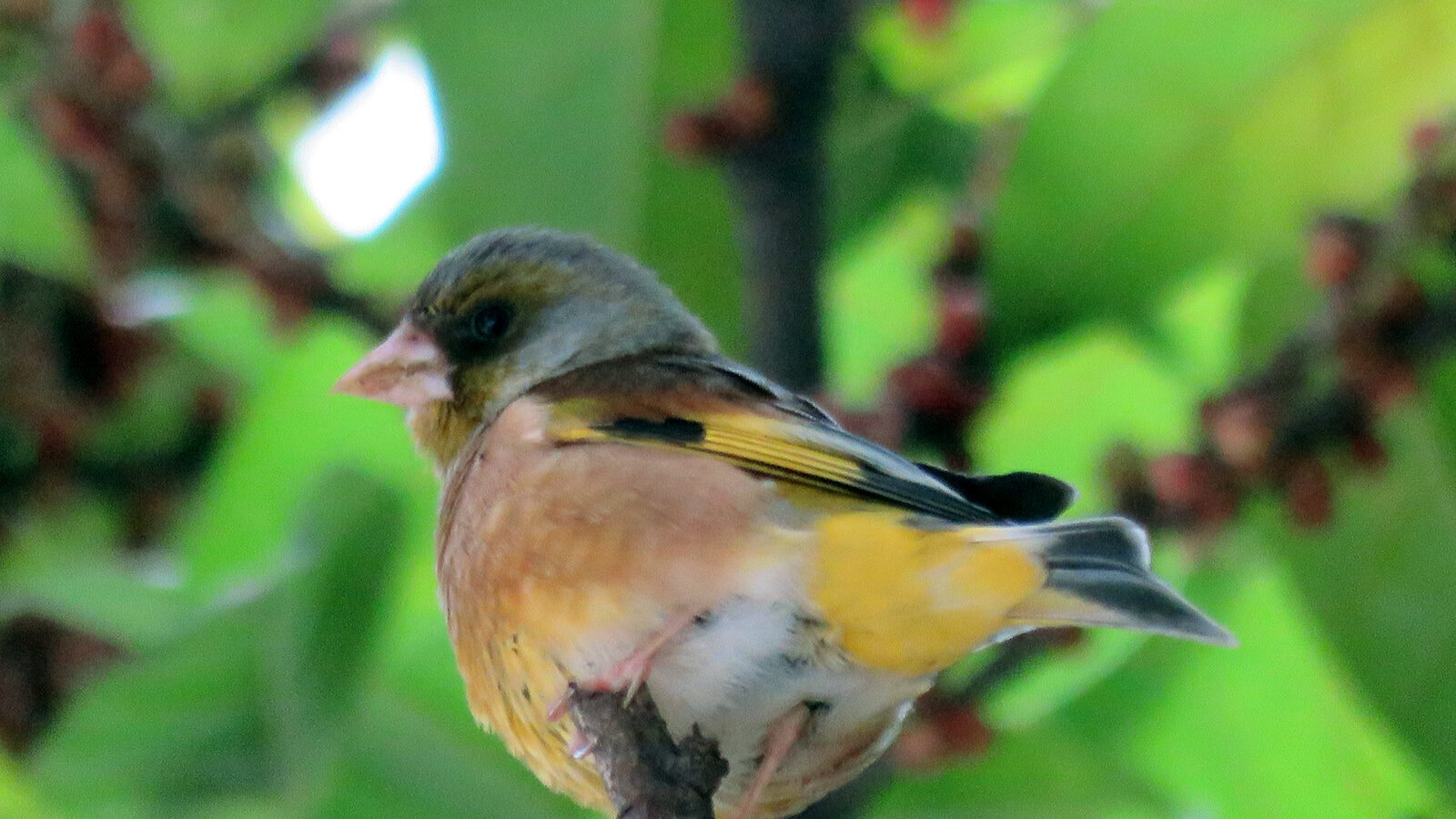 Oriental Greenfinch