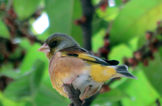 Oriental Greenfinch