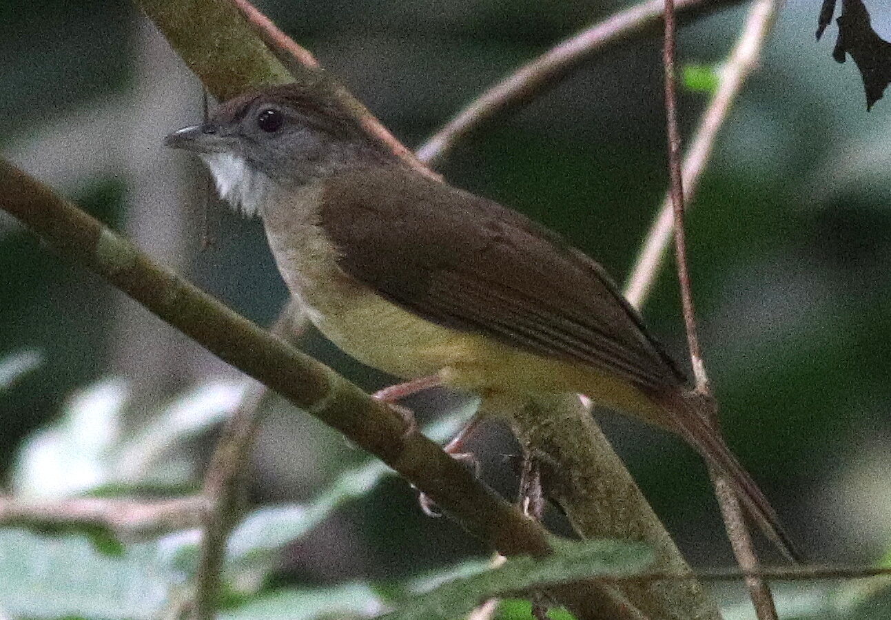 Grey-cheeked Bulbul