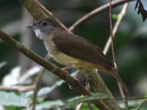 Grey-cheeked Bulbul
