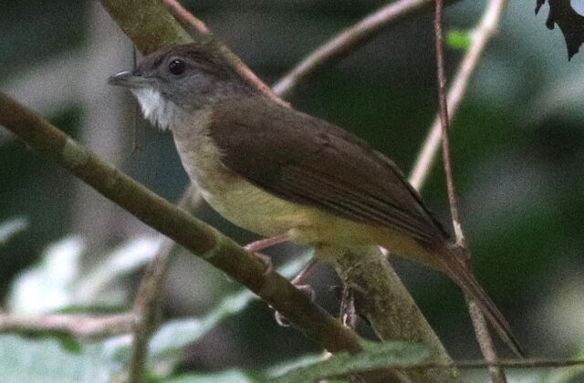 Grey-cheeked Bulbul
