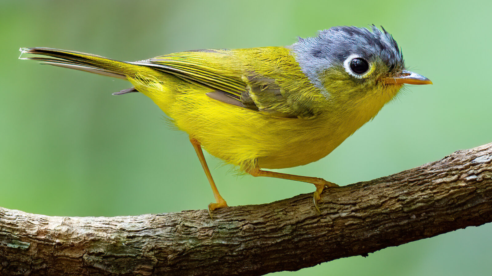 Grey-cheeked Warbler