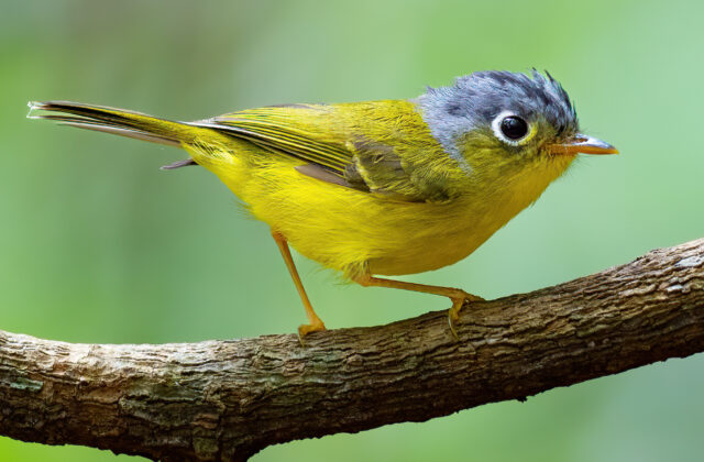Grey-cheeked Warbler