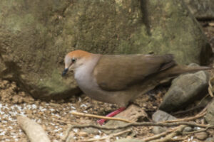 Grey-chested Dove