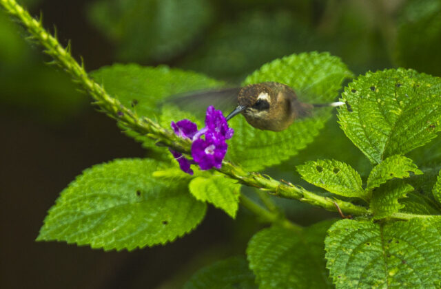 Grey-chinned Hermit