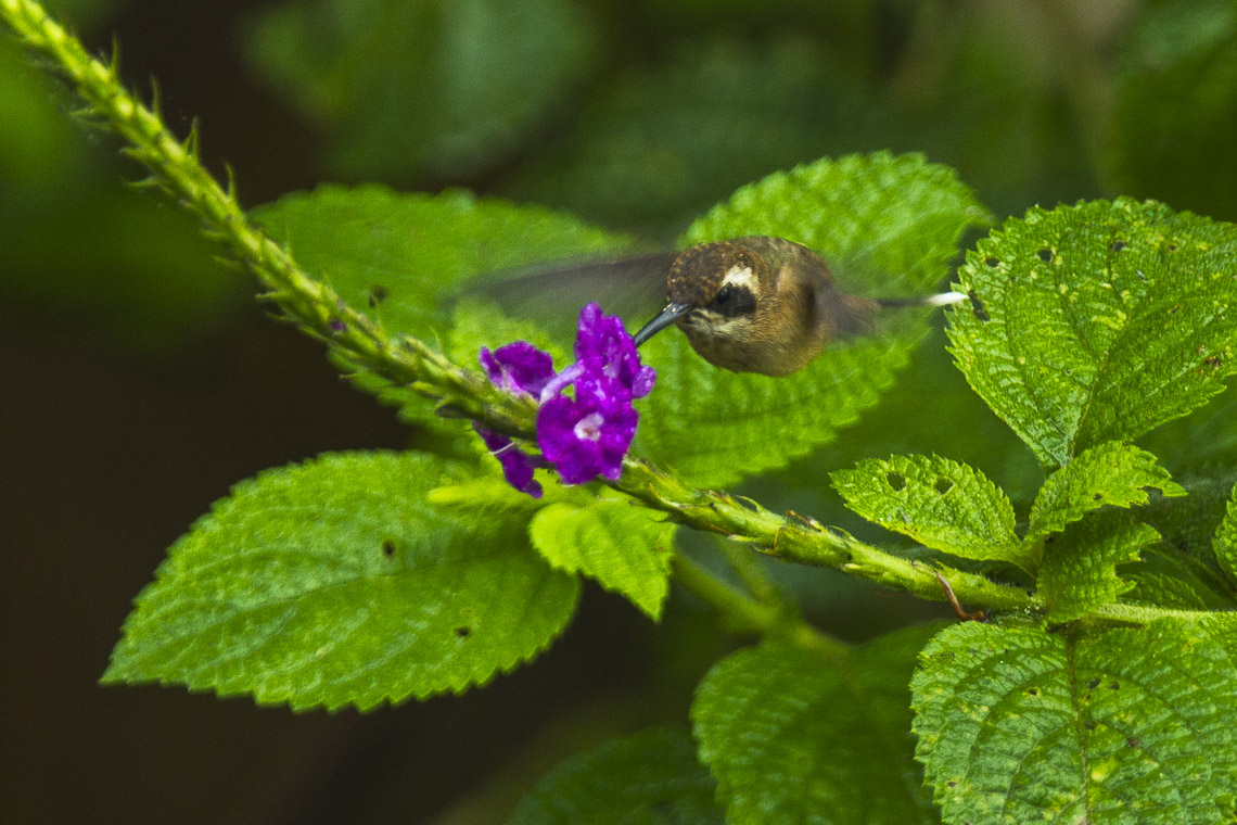 Grey-chinned Hermit