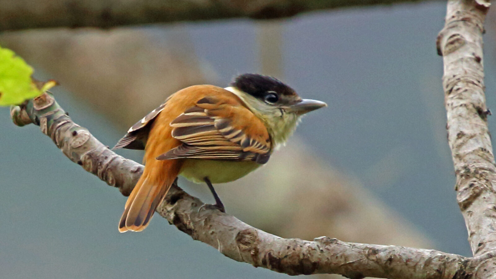 Grey-collared Becard