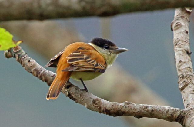 Grey-collared Becard