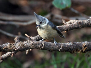 Grey-crested Tit