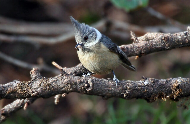 Grey-crested Tit