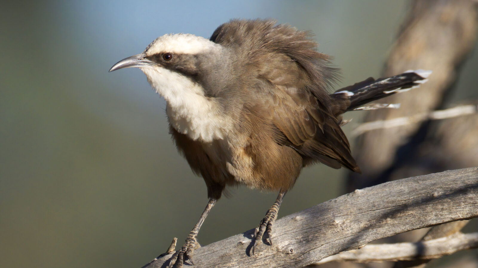 Grey-crowned Babbler