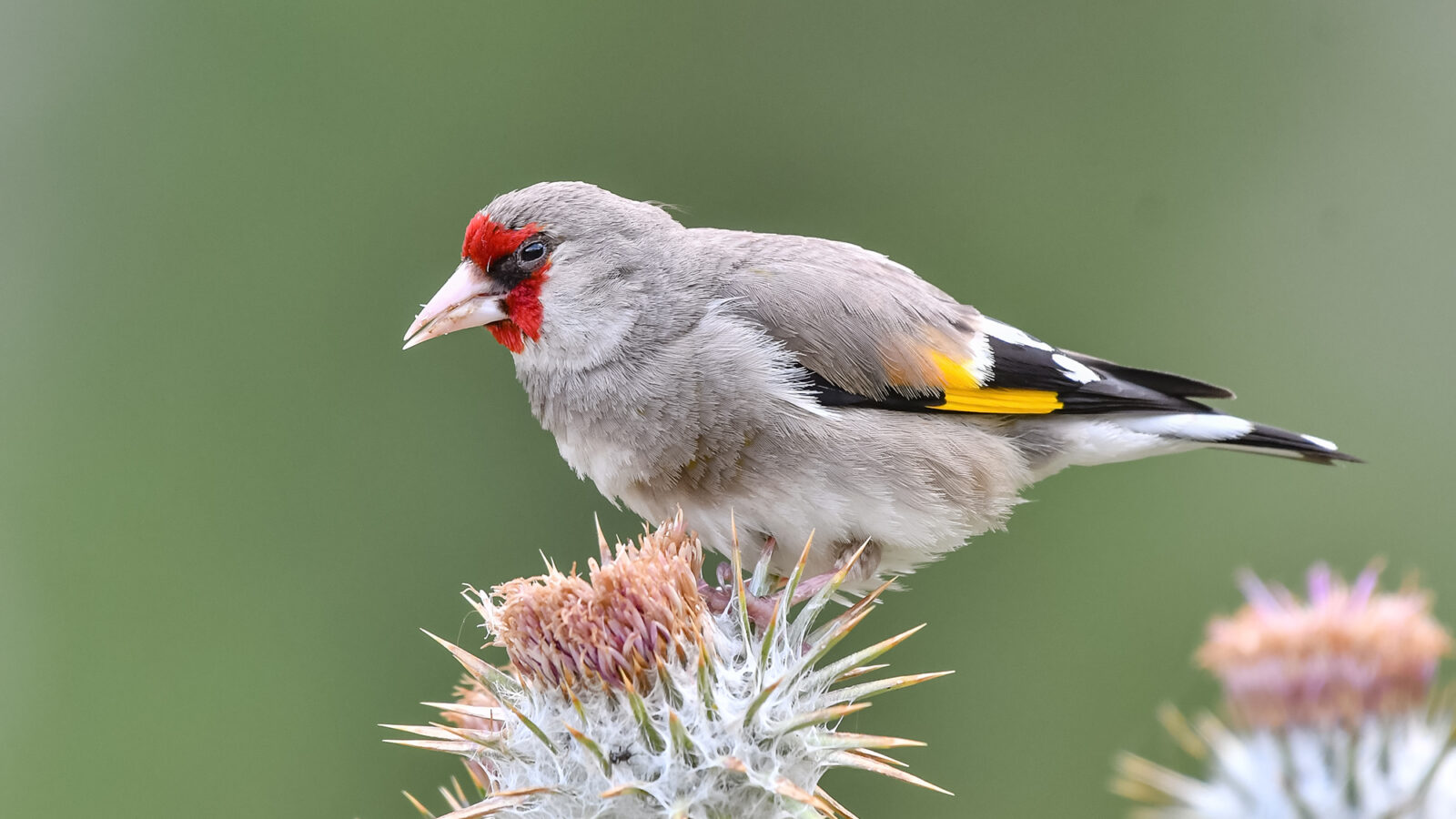 Grey-crowned Goldfinch