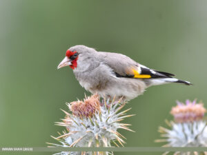 Grey-crowned Goldfinch