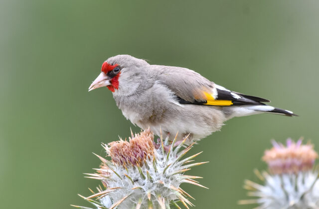 Grey-crowned Goldfinch